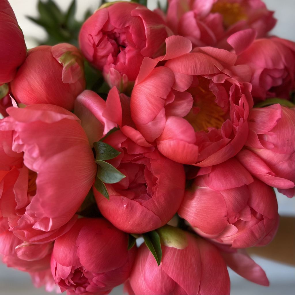 Foto de cerca de peonias color coral con entrega a domicilio en Barcelona
