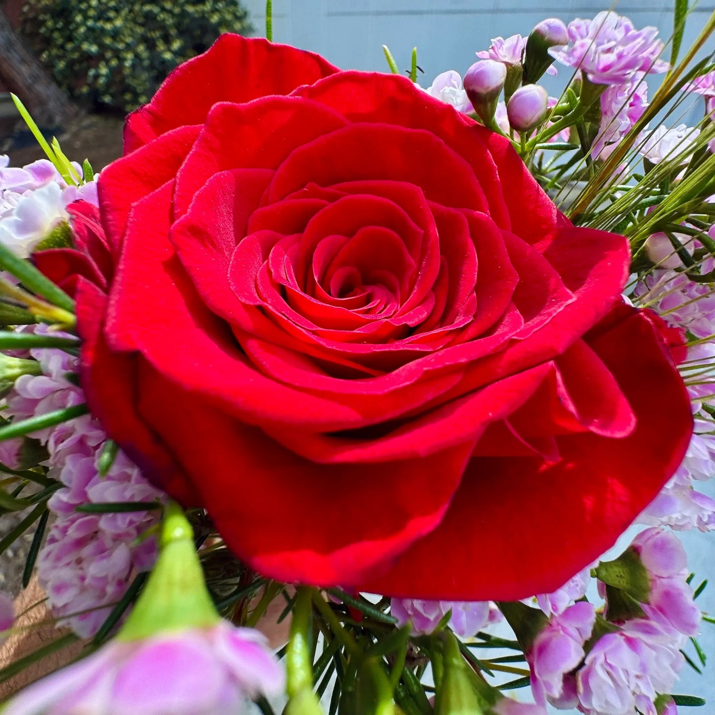 ROSA CATALANA DE SANT JORDI