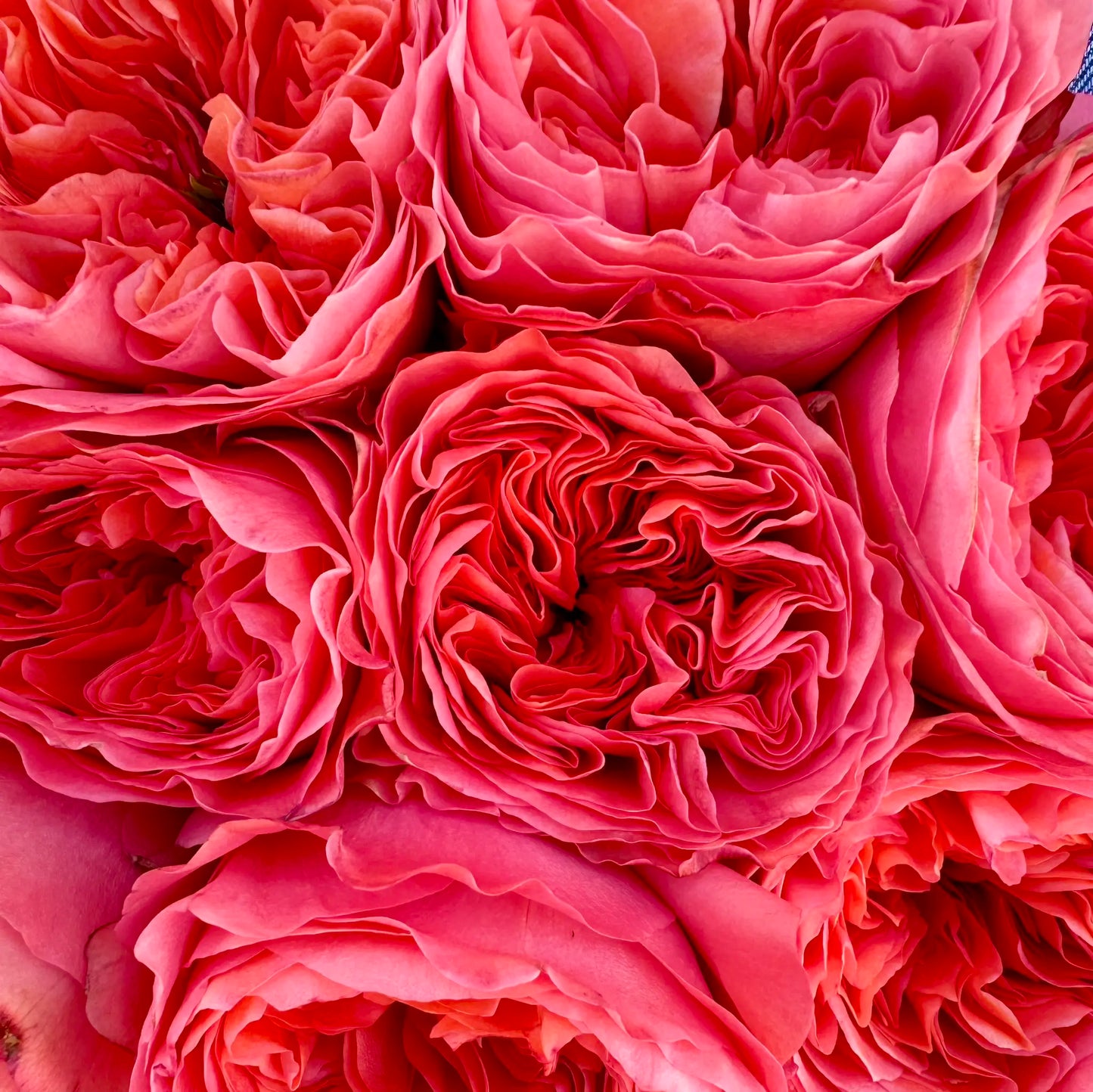Primer plano de rosas de jardín color coral – Detalle del ramo listo para entrega en Barcelona de Florster