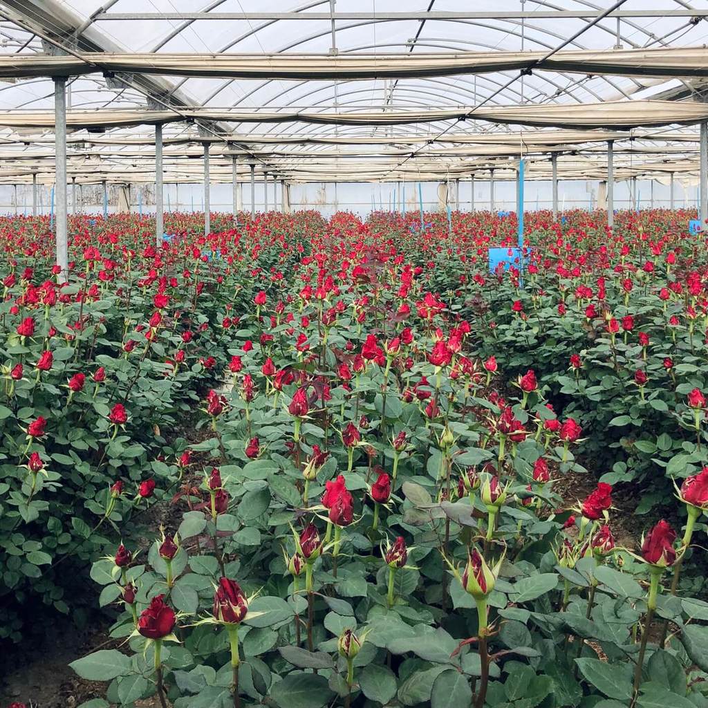 Cultivo en un invernadero de rosas rojas en Santa Susana Barcelona Catalunya