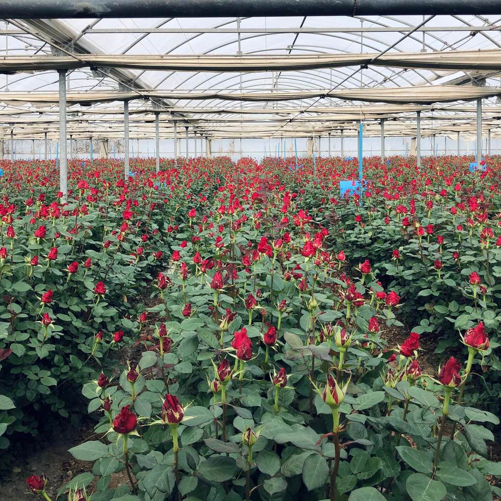 Invernadero con rosas rojas del Maresme en Catalunya