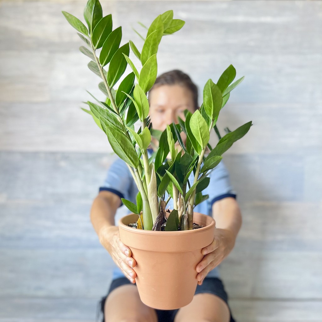 Planta Zamioculca