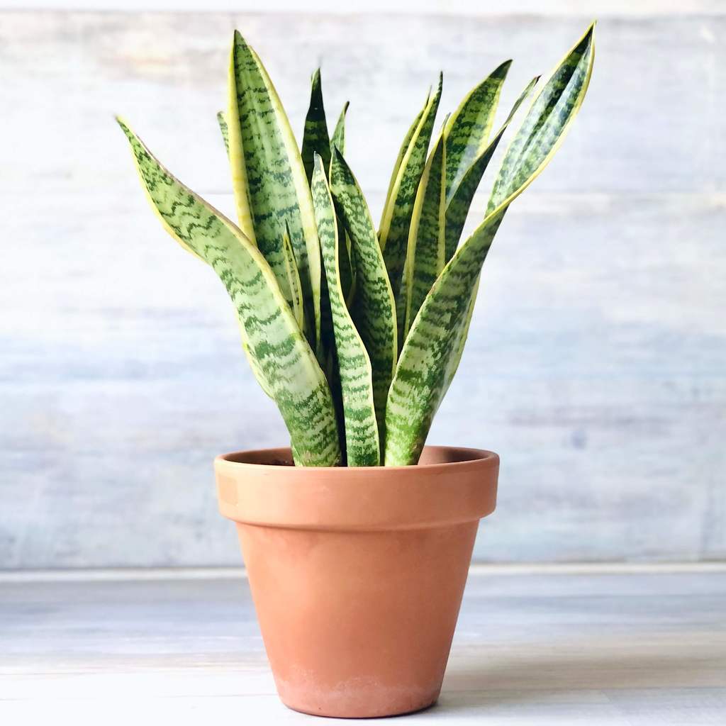 Sansevieria a domicilio