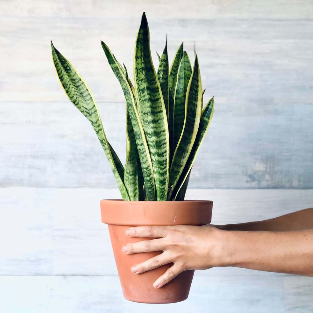 Sansevieria en maceta de terracota