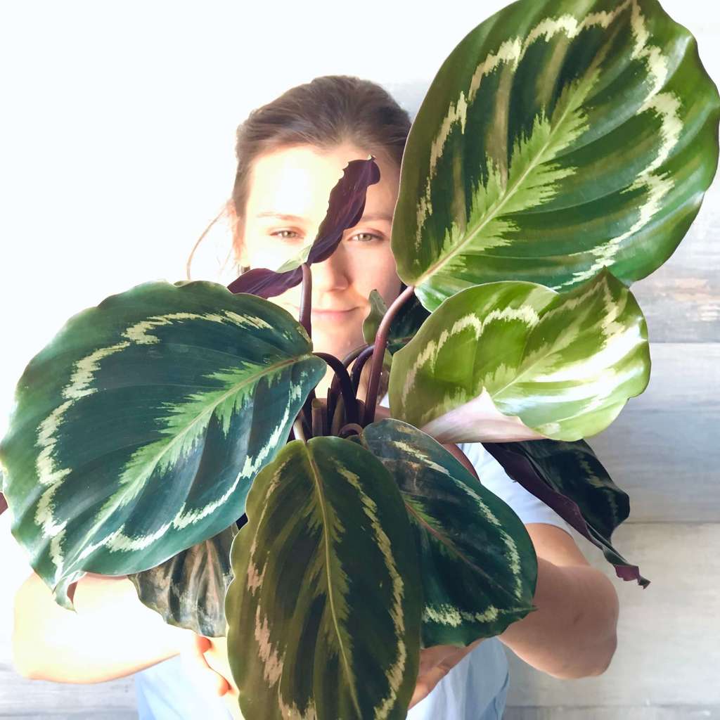 Calathea Medallion