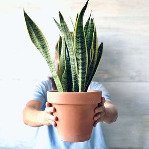Planta serpiente